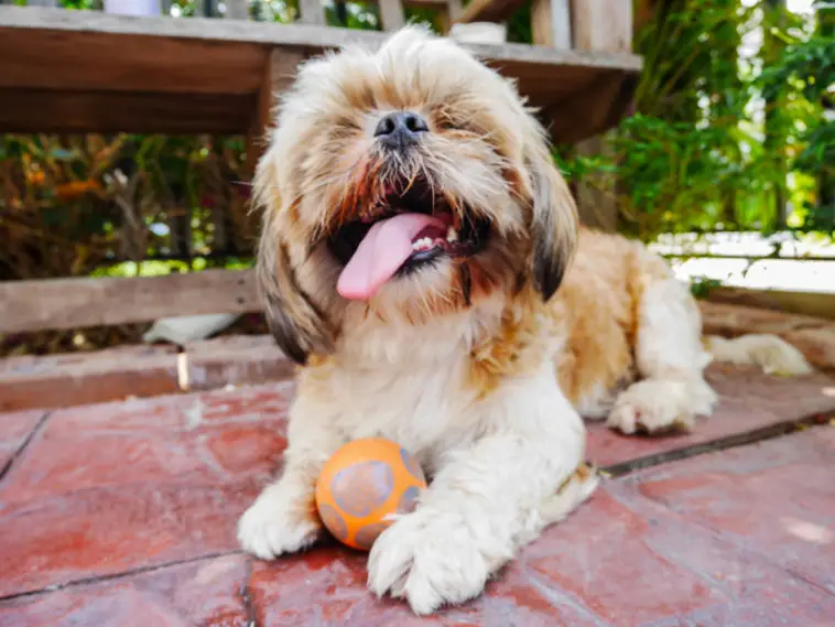 Shih tzu dog is very happy when play ball