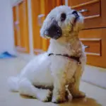 Shih Tzu dog waiting for owner to come home