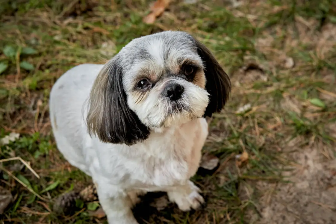 Why Does My Shih Tzu Bark at Strangers? – Shih Tzu Island