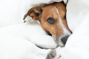 dog just woke up from a beautiful dream