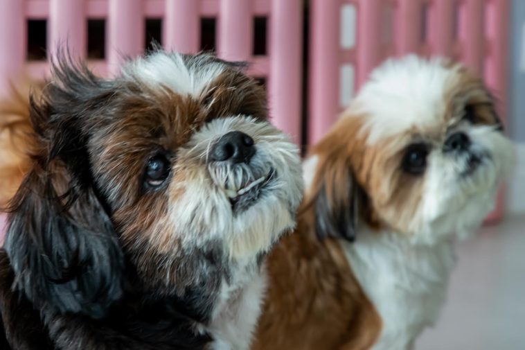 Two adorable Shih Tzu dog look at the owner at the same time