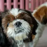 Adorable Shih Tzu dog look at the owner