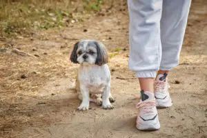 The dog Shih Tzu sits on the forest road at the feet of the owner