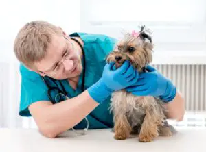 Young male pet doctor checking dog's teeth on table at veterinary clinic