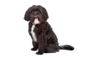 Mixed breed dog Tibetan terrier and Shih tzu, isolated on a white background