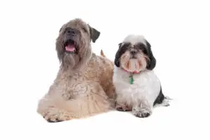 Soft Coated Wheaten Terrier and Shih Tzu dog isolated on a white background