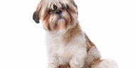 Shih Tzu in front of a white background