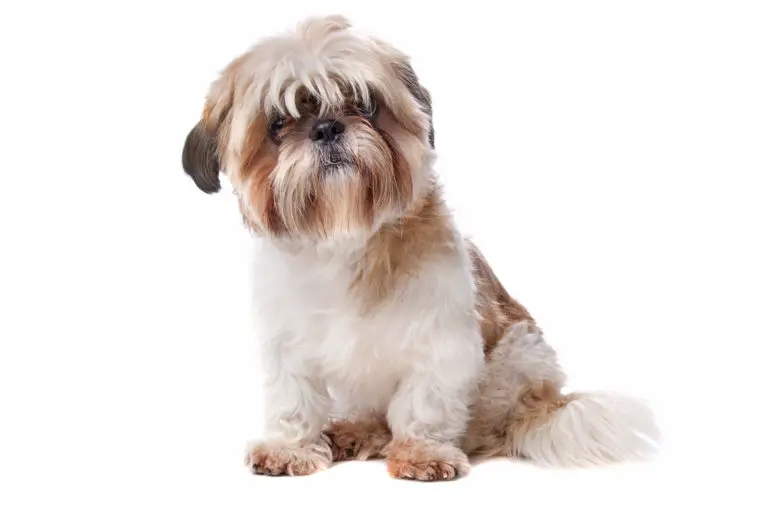 Shih Tzu in front of a white background