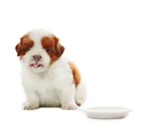 face of adorable baby shih tzu pedigree dog eating milk from dish bowl