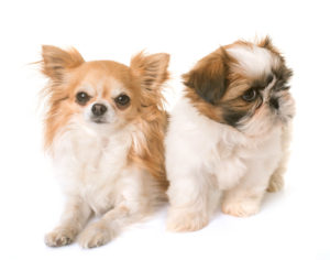 puppy shih tzu and chihuahua in front of white background