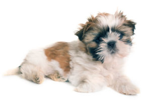 shih tzu puppy in front of white background
