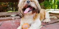 happy shih tzu playing with a ball