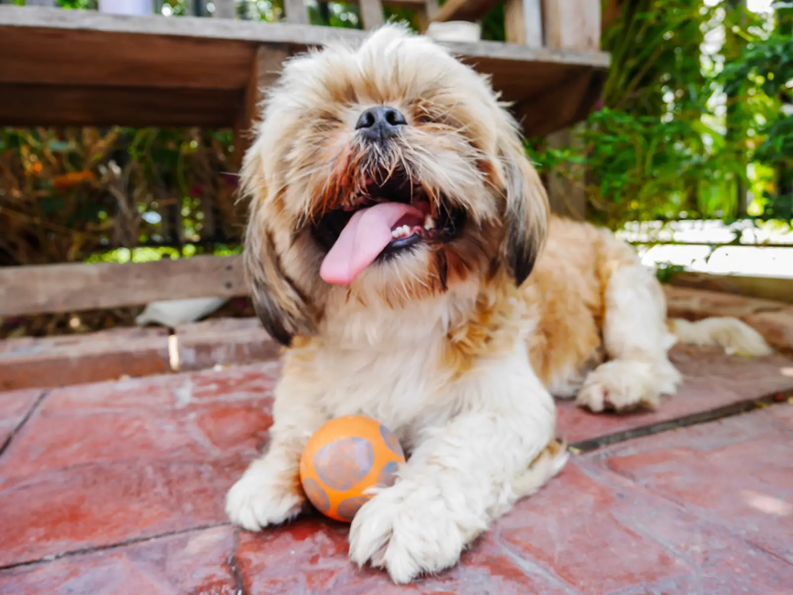 happy shih tzu playing with a ball