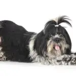 shih tzu in front of white background