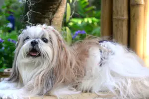 Cute Shih Tzu dog with long groomed hair in the garden
