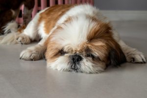 Funny Shih tzu dog sleeping and relaxing on the floor at home
