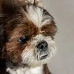 Close-up of Lovely Male Shih Tzu dog on the floor