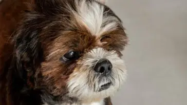 Close-up of Lovely Male Shih Tzu dog on the floor