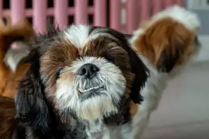 Adorable Shih Tzu dog look at the owner. Pet lifestyle and concept.