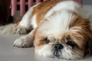 Lazy dog. Funny Shih tzu dog sleeping and relaxing on the floor at home