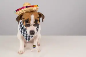 Jack Russell Terrier dog dressed in a hat