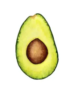 Avocado watercolor drawing