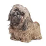 Brown Shih Tzu dog in front of a white background