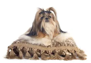 purebred Shih Tzu on cushion in front of white background