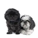 Two Shih-Tzu ( Shih Tzu ) puppy and mother black and white and grey