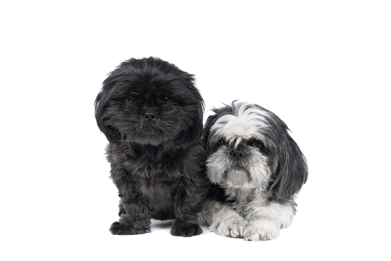 Two Shih-Tzu ( Shih Tzu ) puppy and mother black and white and grey