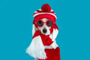 Dog wearing red sunglasses, knitted hat and scarf